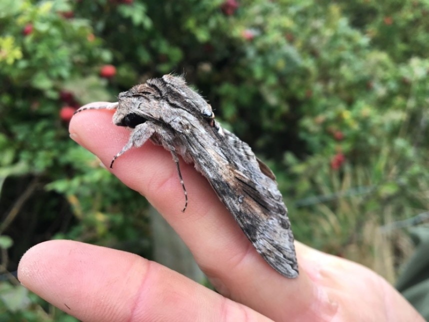 Convolvulous Hawkmoth at Filey © Dan Lombard