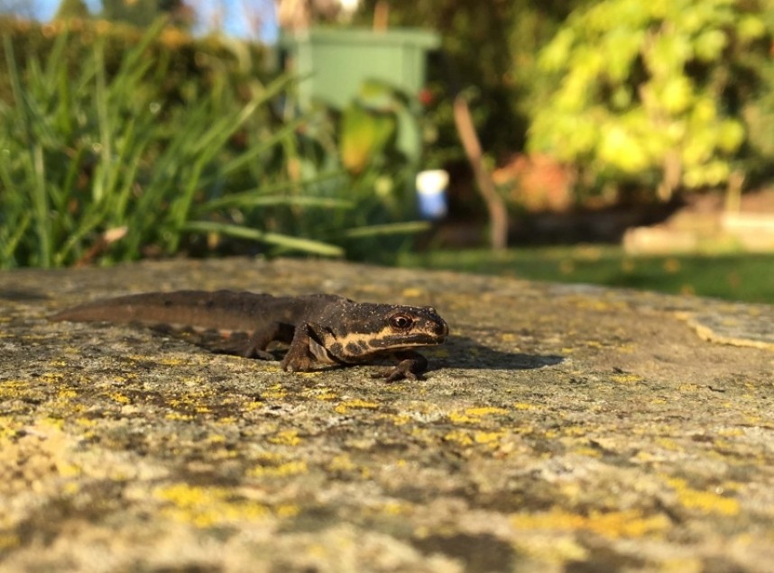 Smooth Newt © Richard Baines