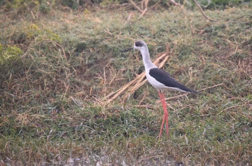 Black-winged Stilt © Richard Baines