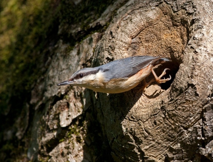  Nuthatch emerging from a nest showing the mud plastering around the entrance © Steve Race