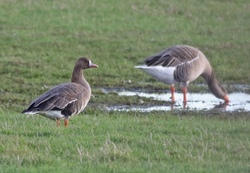 White-fronted Goose Flamborough Headland Dec 2018 © Craig Thomas