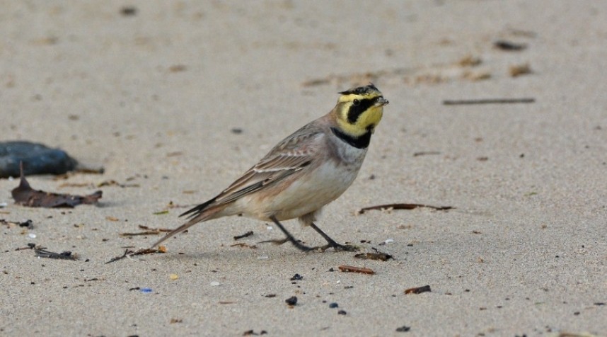 Shore Lark at Marske-by-the-Sea © Damian Money