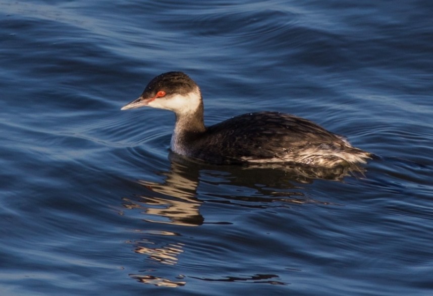 Slavonian Grebe at Skinningrove © Brian Clasper