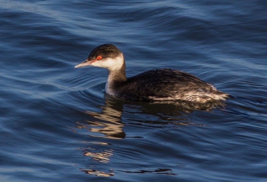  Slavonian Grebe at Skinningrove © Brian Clasper