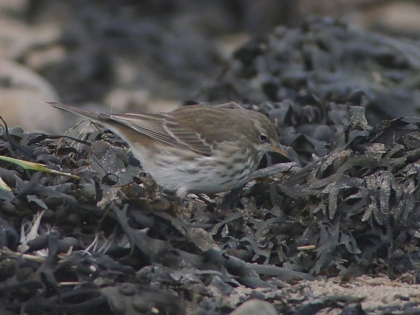 Water Pipit at Skinningrove © ian Boustead
