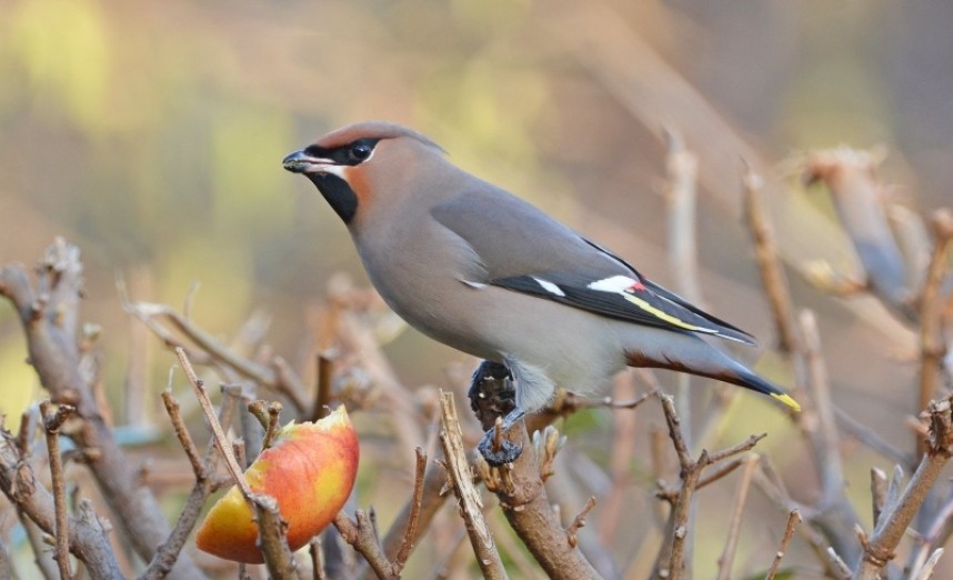 Bohemian Waxwing at Skelton © Damian Money