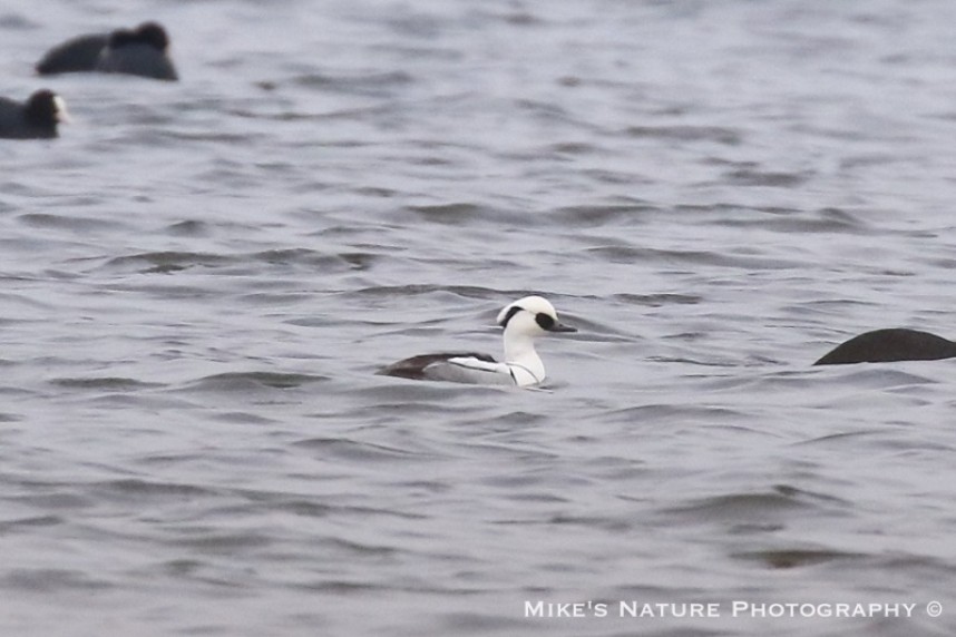  Male Smew at Top Hill Low © Mike Robinson 