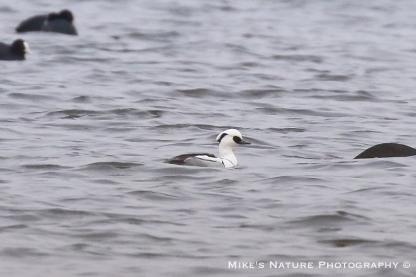 Male Smew at Top Hill Low © Mike Robinson