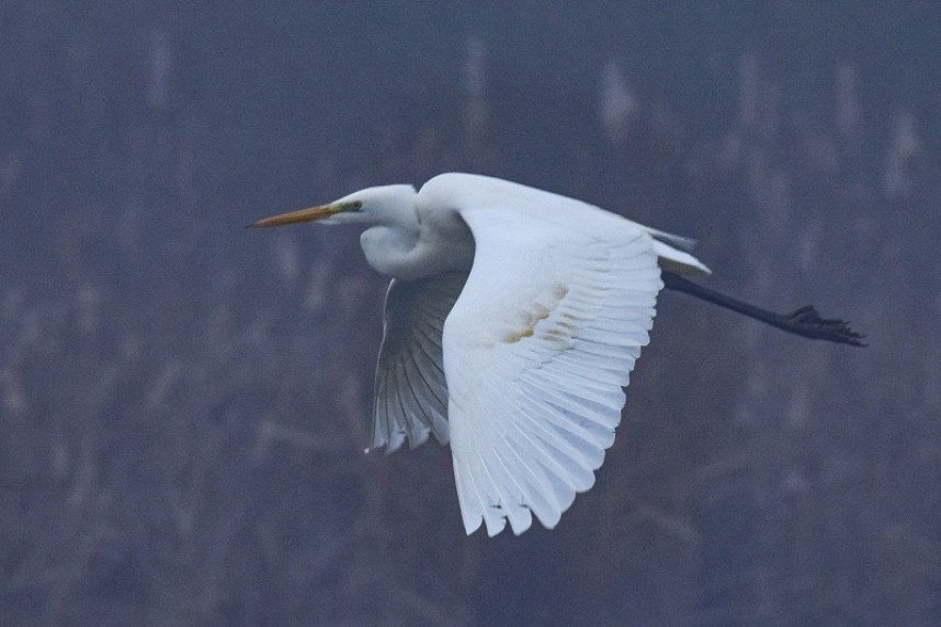  Great Egret © Andy Hood