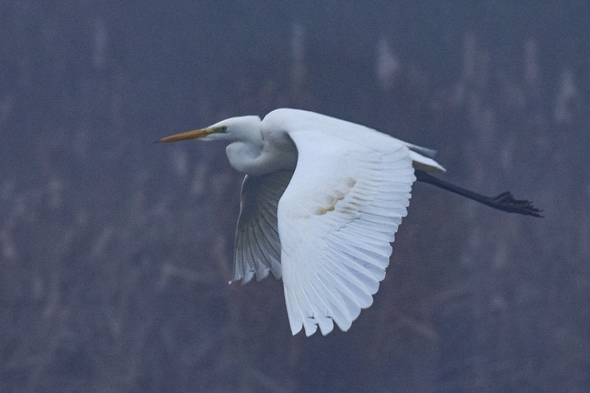 Great Egret © Andy Hood