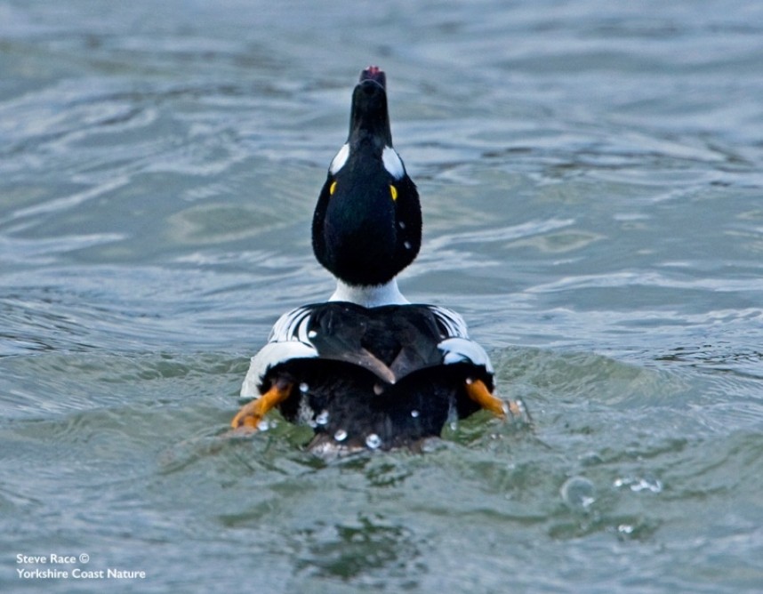  Male Goldeneye © Steve Race