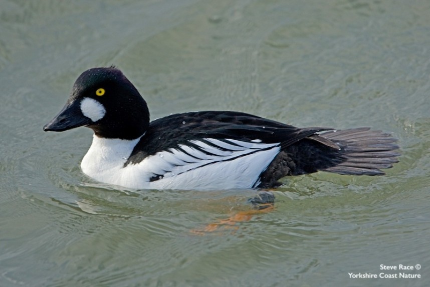  Male Goldeneye © Steve Race