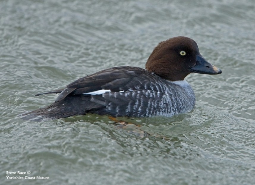 Female Goldeneye © Steve Race