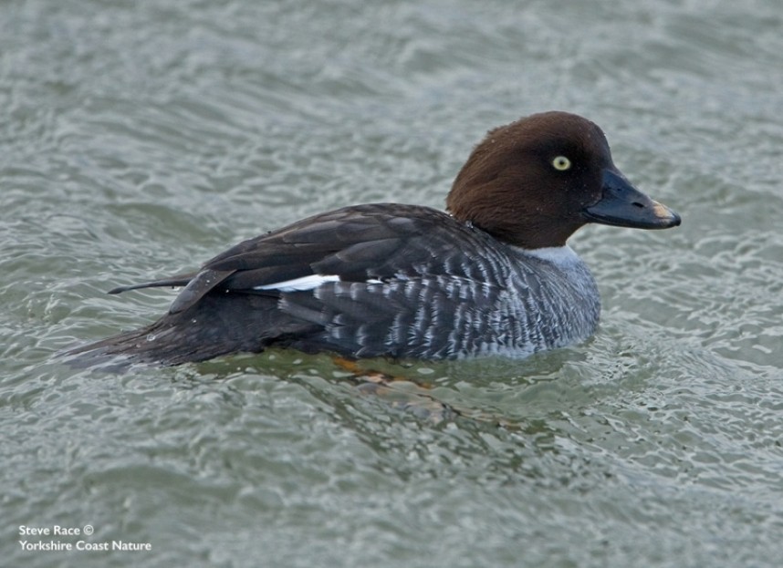  Female Goldeneye © Steve Race