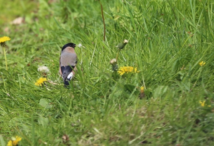 Female Bullfinch © Richard Baines