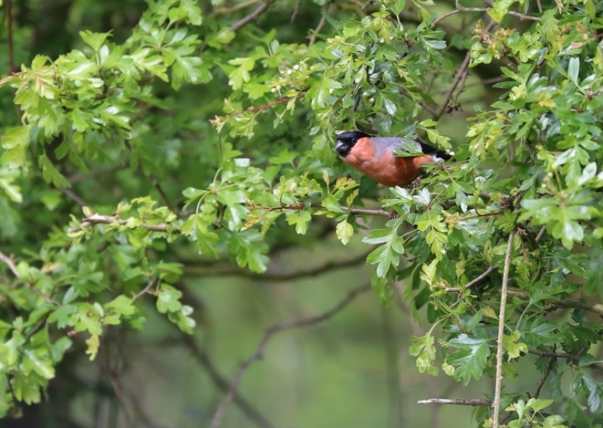 Male Bullfinch © Richard Baines