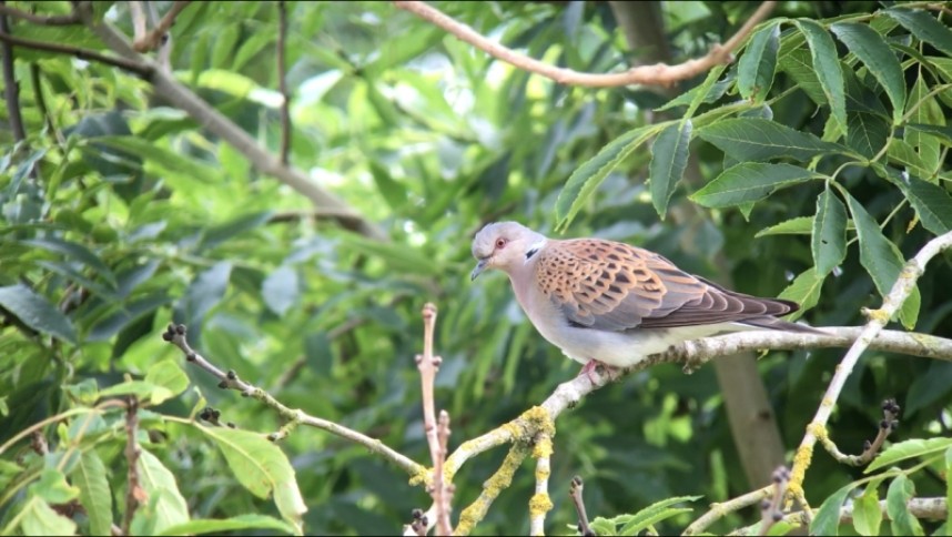  European Turtle Dove in North Yorkshire © Richard Baines