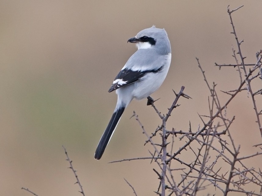 Great Grey Shrike © Steve Race