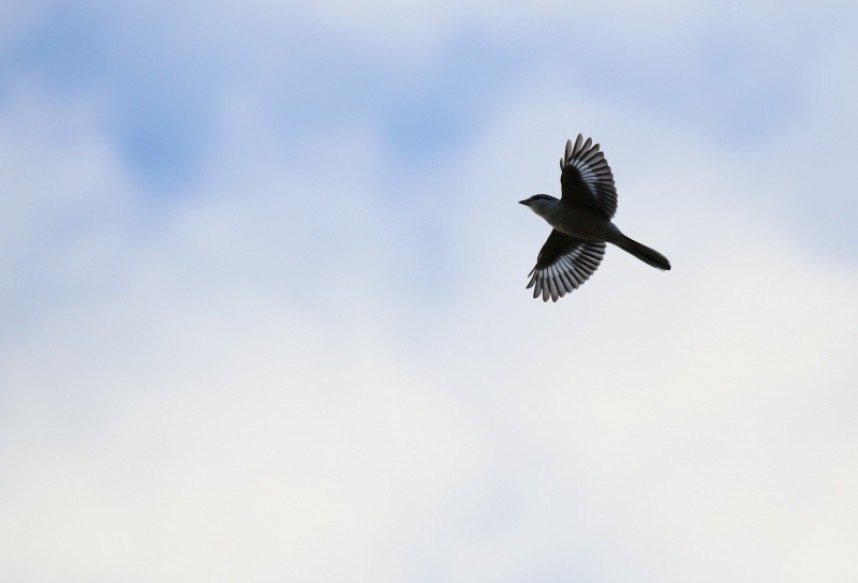 Great Grey Shrike © Richard Baines