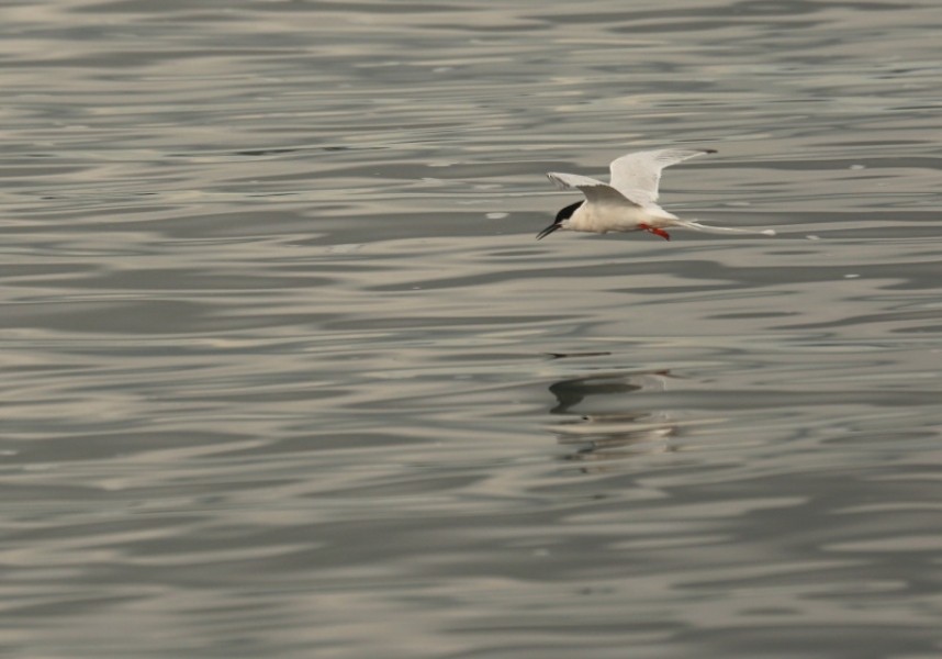 Roseate Tern Coquet Island © Richard Baines