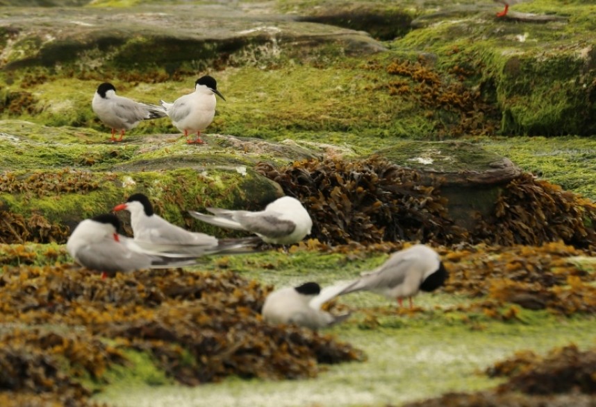  Roseate Tern with Common and Arctic Terns Coquet Island © Richard Baines