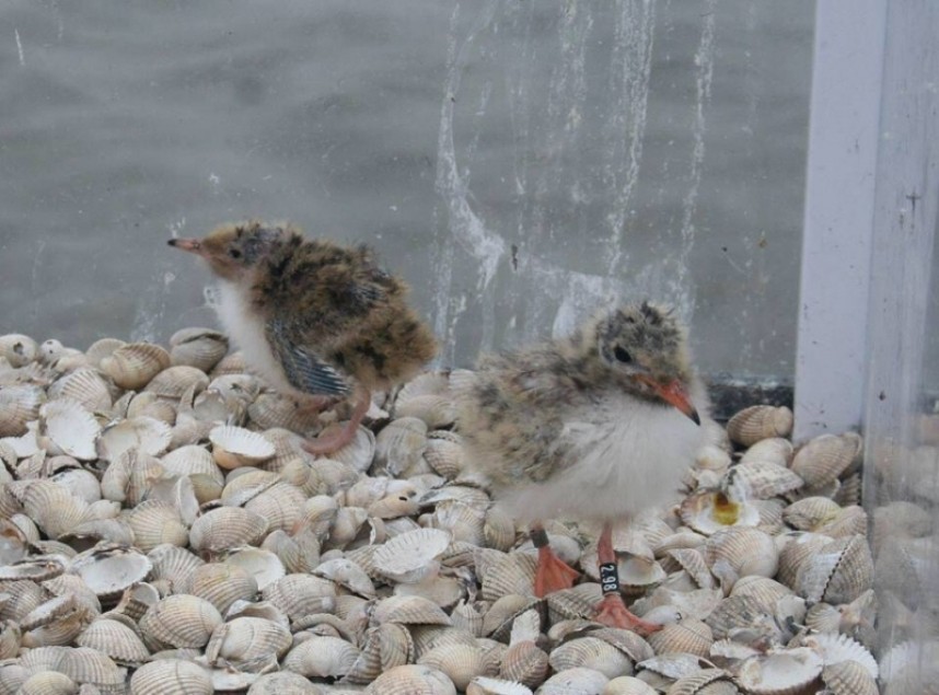 Roseate Tern chicks in a nest box on Coquet Island © RSPB Images