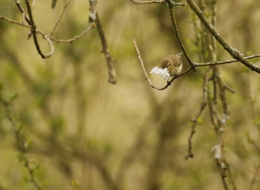  Common Chiffchaff carrying nesting material © Richard Baines