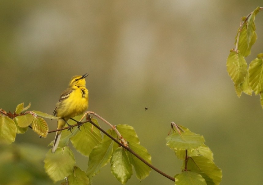  Yellow Wagtail in song © Richard Baines