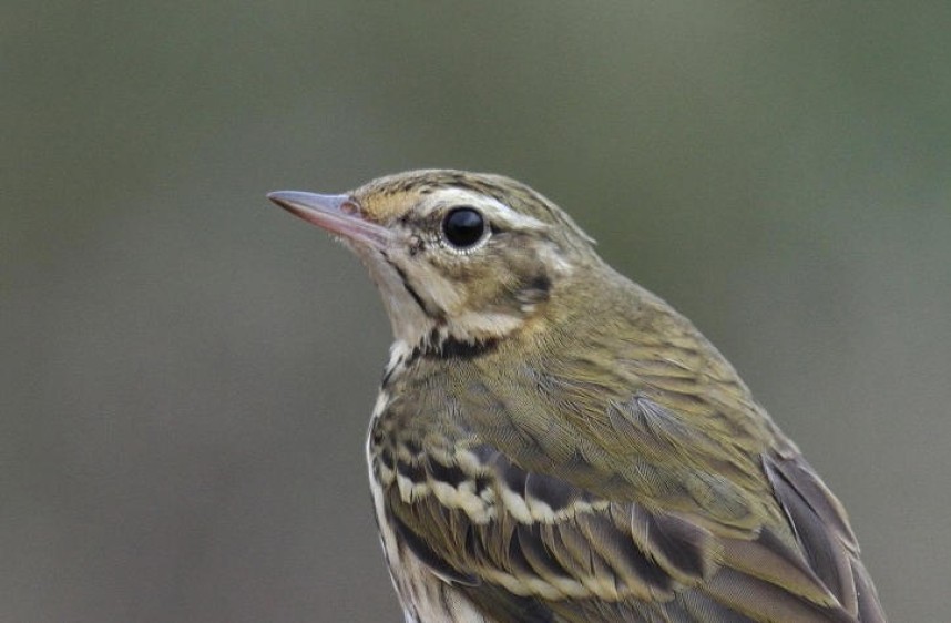 Olive-backed Pipit at Flamborough October 2015 © Lee Johnson