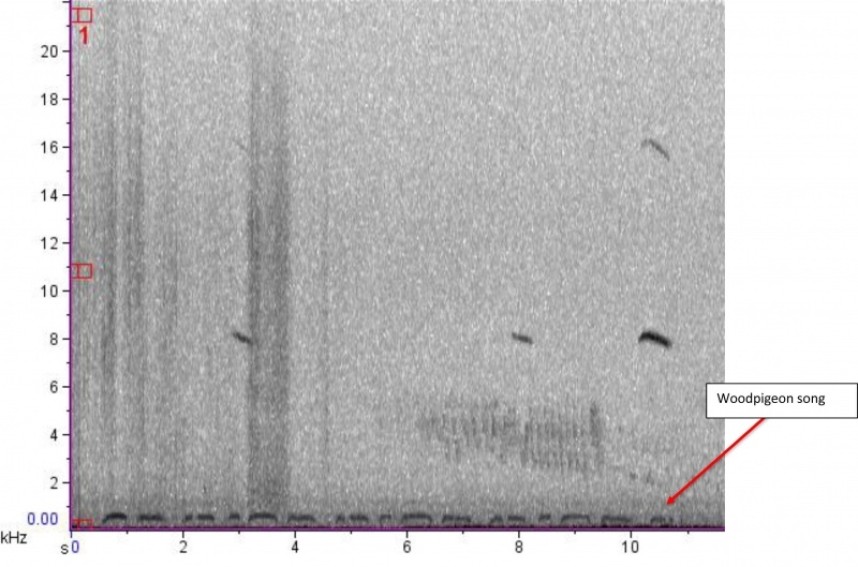 Woodpigeon spectogram YCN & NT Sound Workshop 2 June 2019
