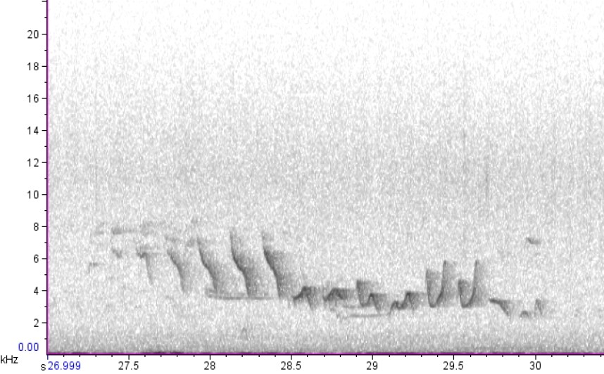 Willow Warbler spectogram from the YCN & NT Sound Workshop 2 June 2019