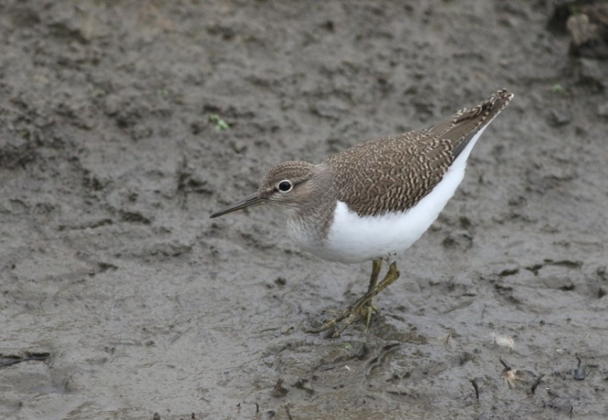 Common Sandpipers were very showy from the new hide - no binoculars needed!