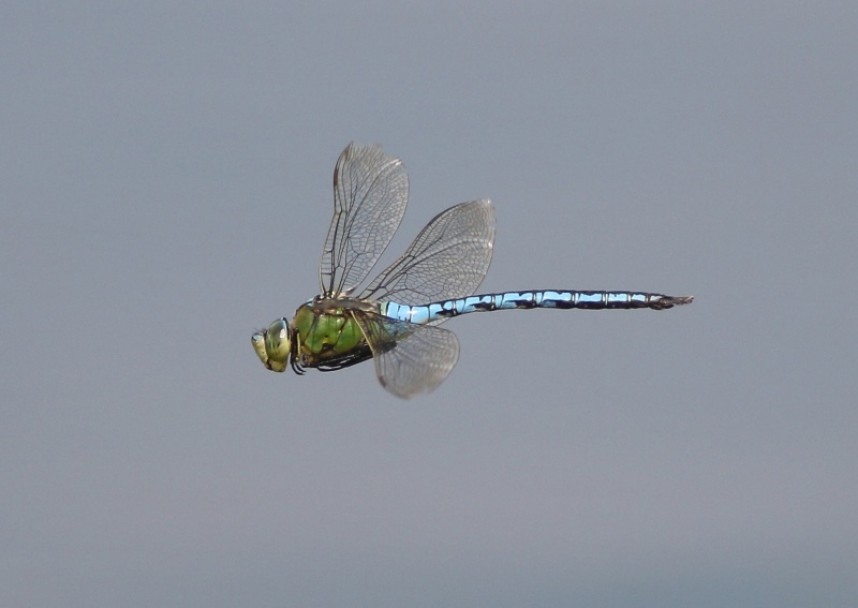 Emperor dragonflies were a bonus by the pond-dipping platform