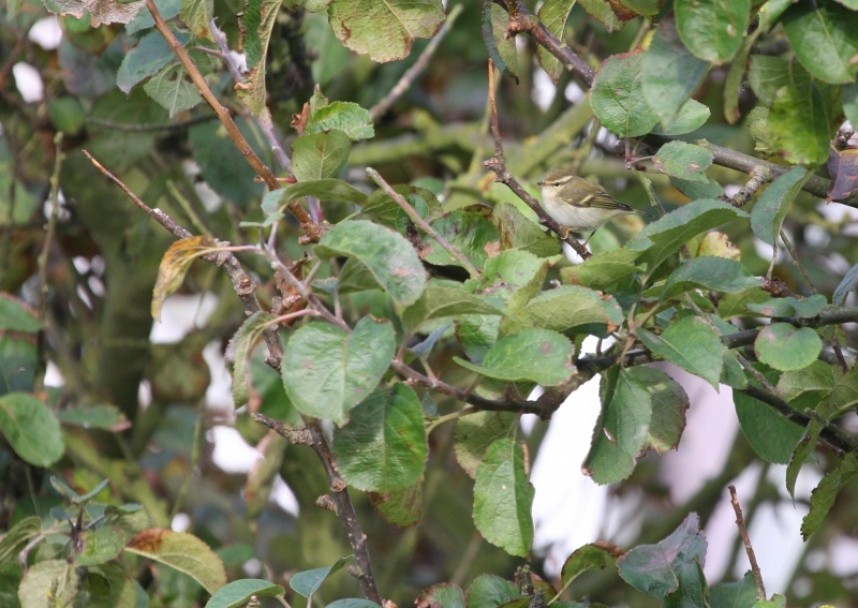 Yellow-browed Warbler at Flamborough © Richard Baines