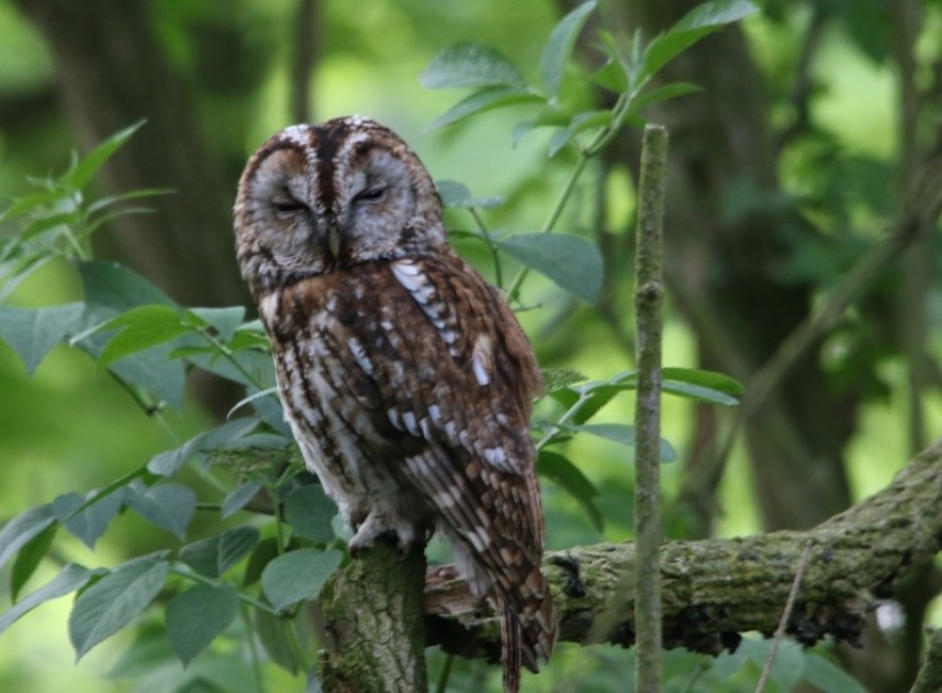 Tawny Owl at Top Hill Low © Maurice Dowson