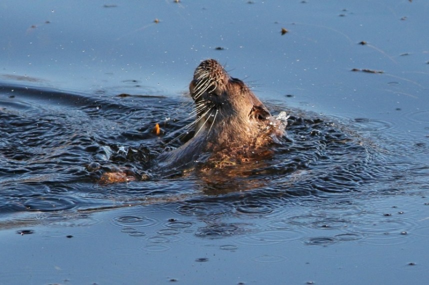  Otter at Top Hill Low © Maurice Dowson