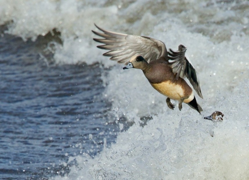  American Wigeon Scalby © Steve Race