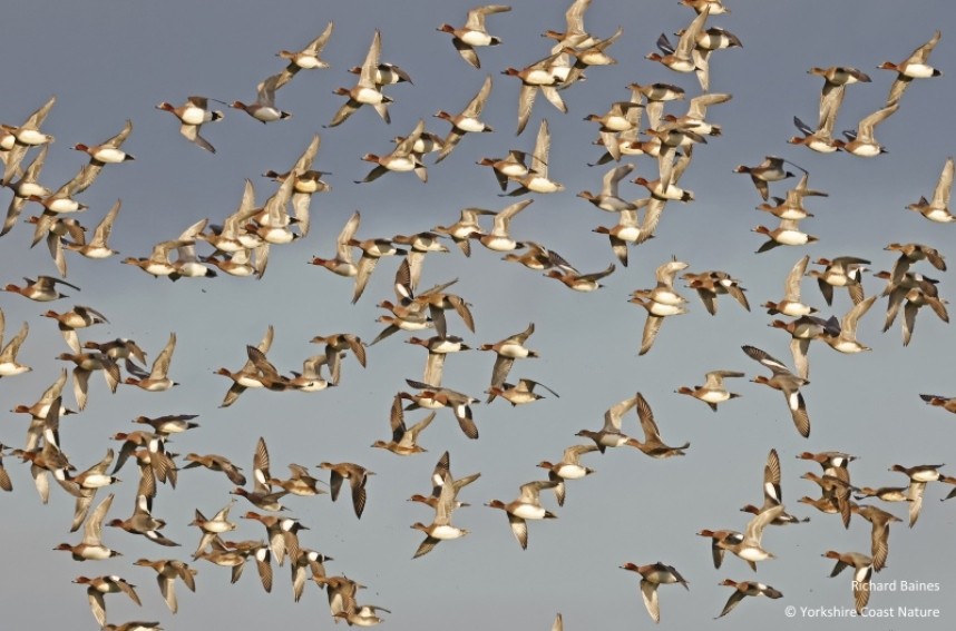  Eurasian Wigeon flock near Hedon East Yorkshire December 2022 © Richard Baines