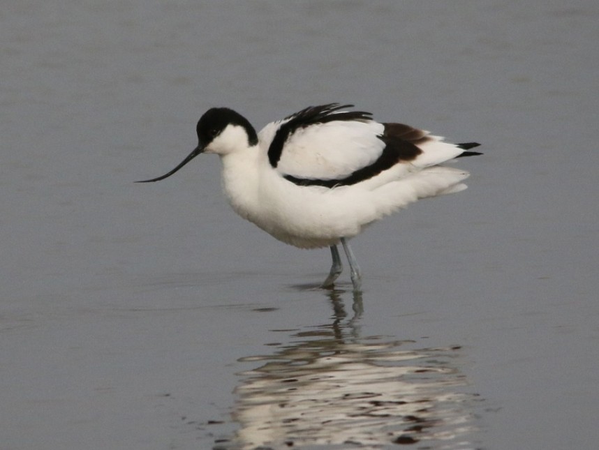 Avocet at North Cave © Maurice Dowson