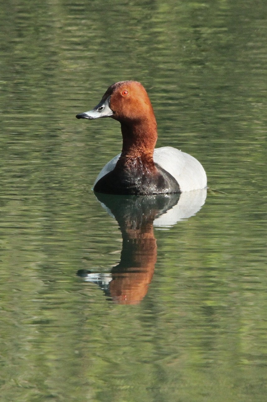 Male Pochard at North Cave © Maurice Dowson