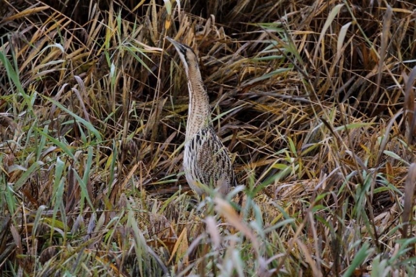 Eurasian Bittern at North Cave © Richard Willison