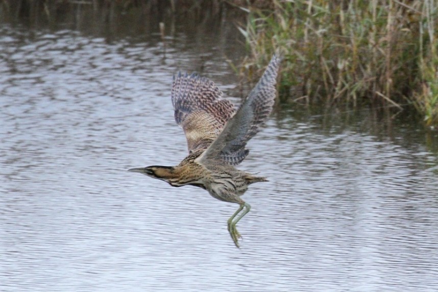 Eurasian Bittern at North Cave © Richard Willison