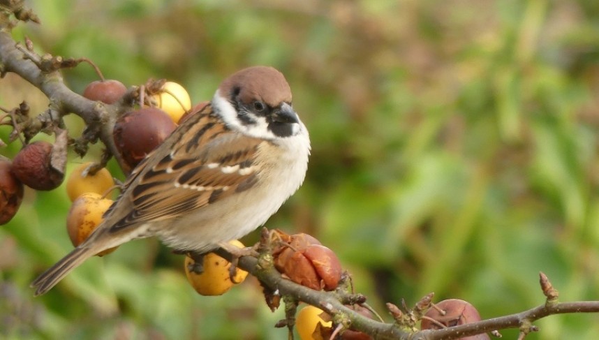  Tree Sparrow © Margaret Boyd