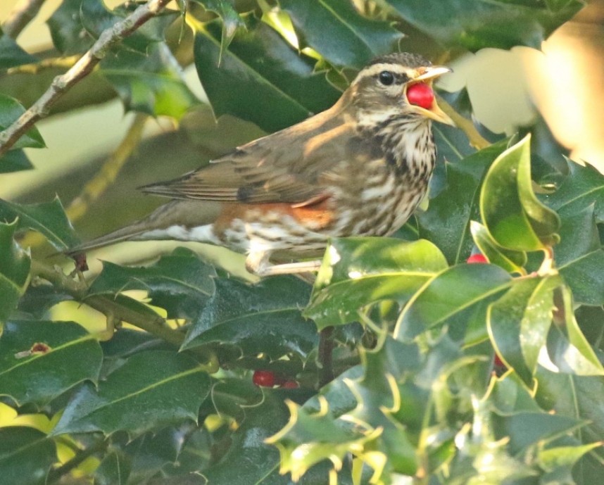 Redwing in York 2020 © Richard Baines