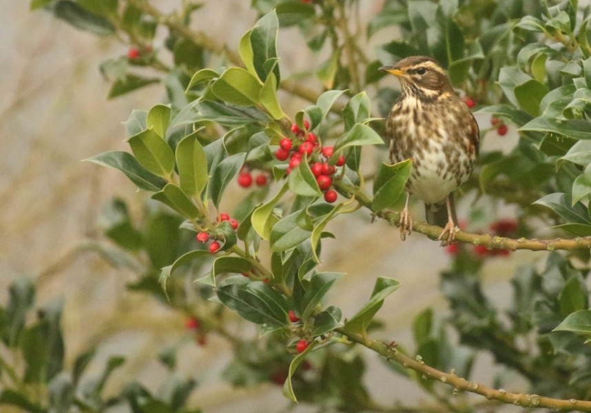 Redwing in York 2020 © Richard Baines