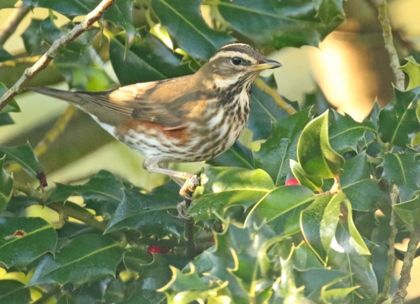 Redwing in York 2020 © Richard Baines