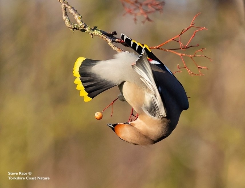 Waxwing in Scarborough 2019 © Steve Race