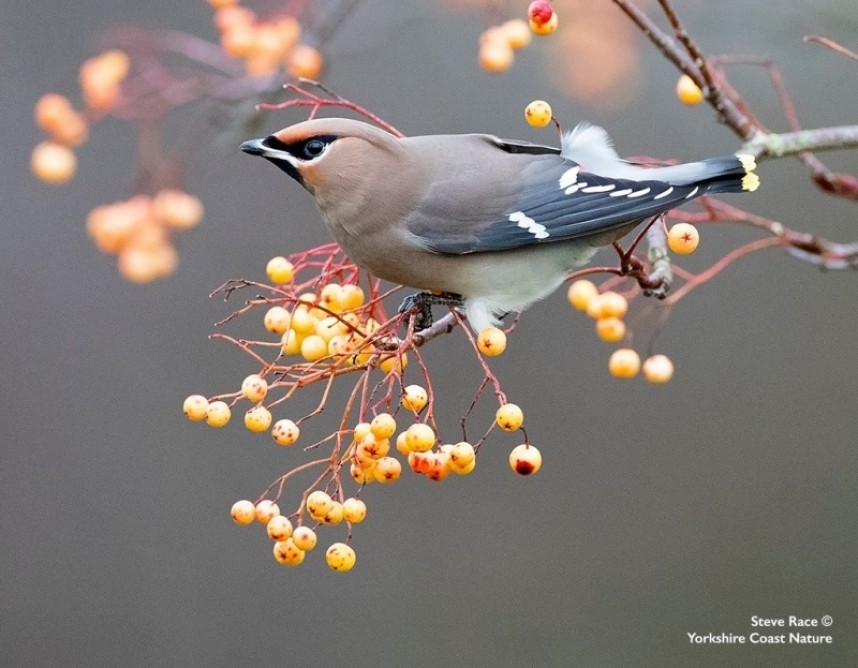 Waxwing in Scarborough 2019 © Steve Race