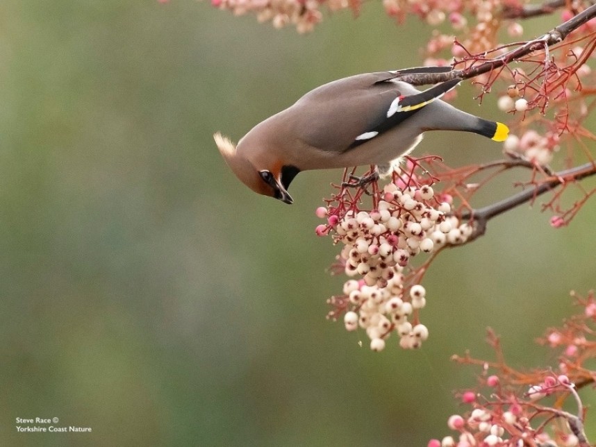 Waxwing in Scarborough 2019 © Steve Race