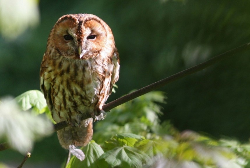  Tawny Owl © Mark Pearson